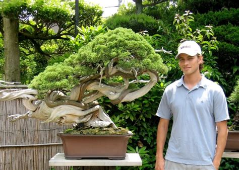 amazon bonsai plants|bonsai tree live plant online.